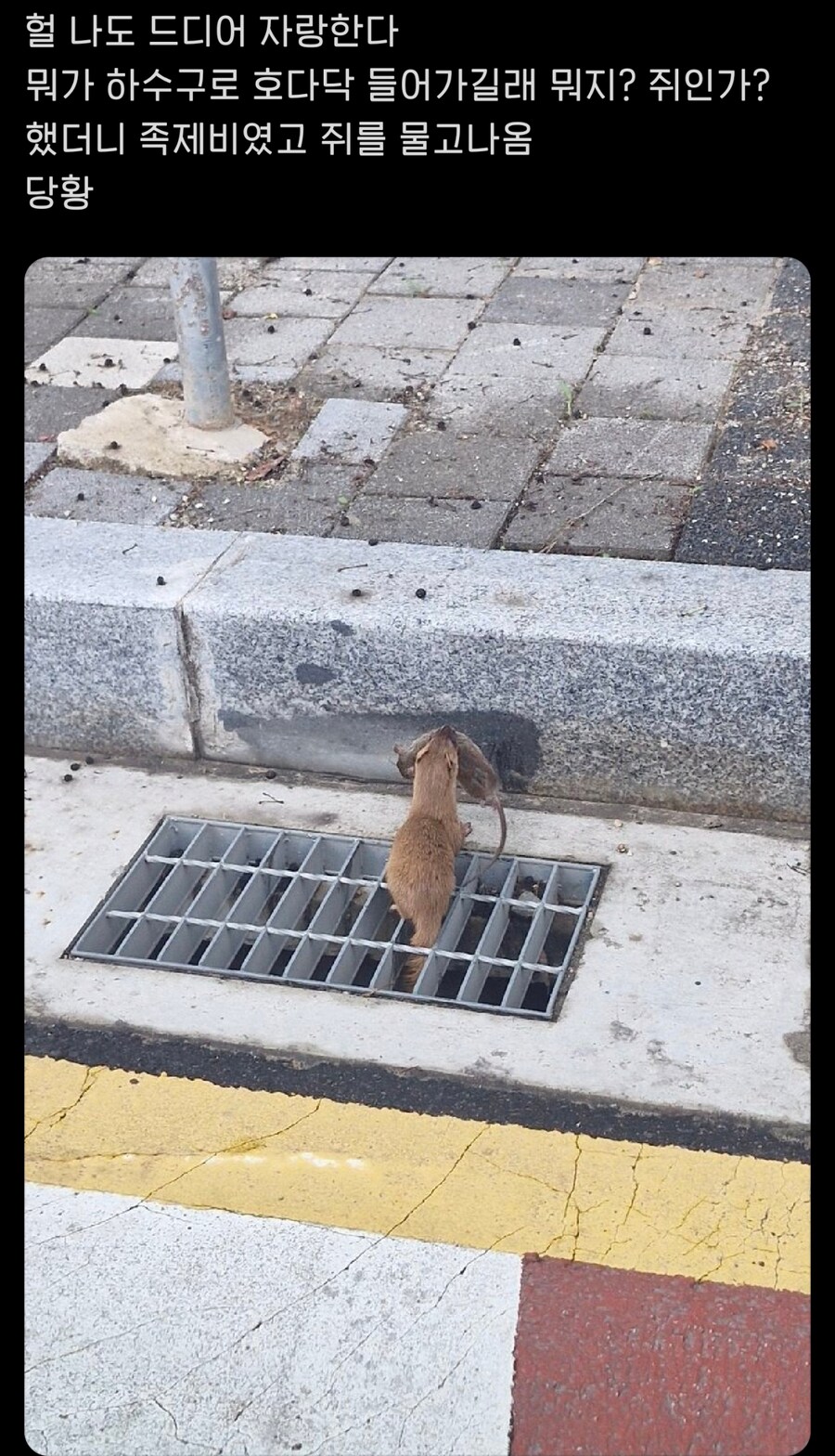 집에서 족제비가 나왔어요.jpg_3.png