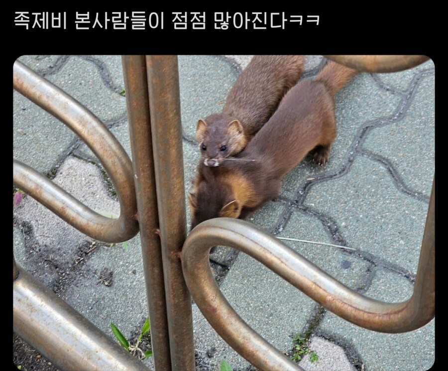 집에서 족제비가 나왔어요.jpg_4.png