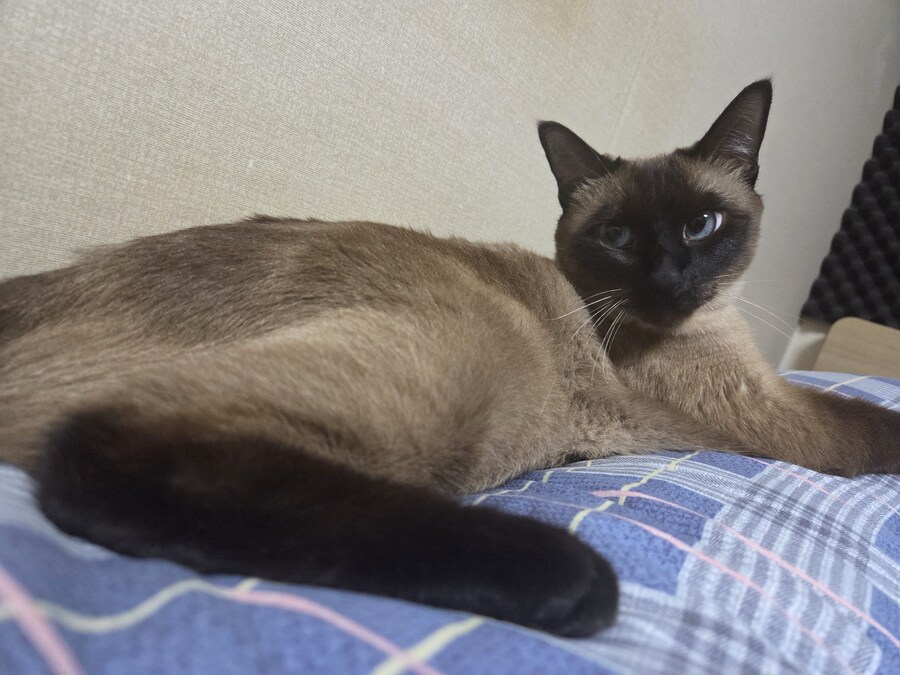 주말 집사 슈로대 한다고 삐진 고양이_1.jpg