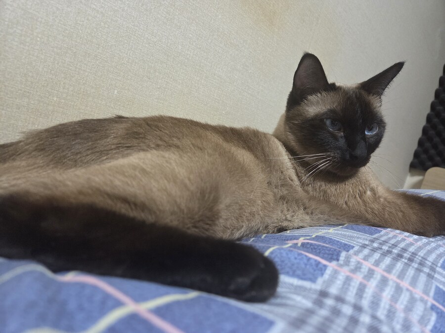 주말 집사 슈로대 한다고 삐진 고양이_2.jpg