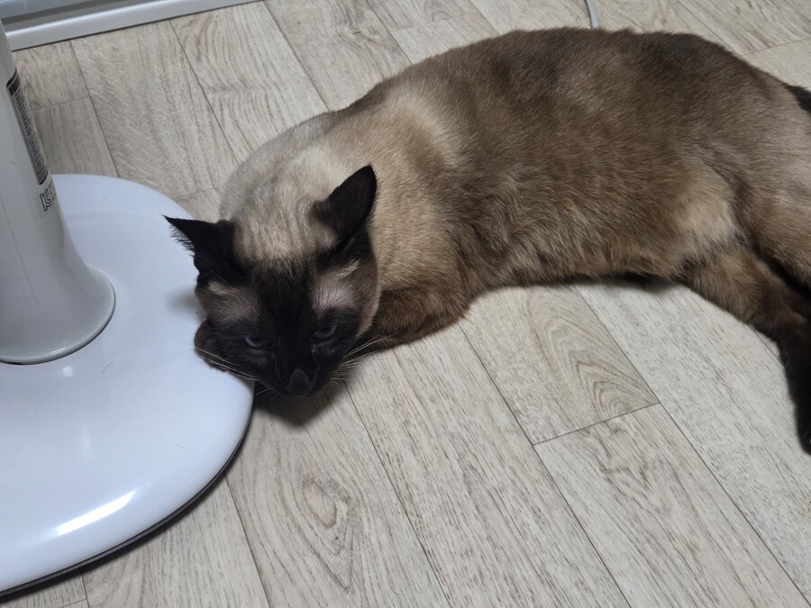 주말 집사 슈로대 한다고 삐진 고양이_4.jpg
