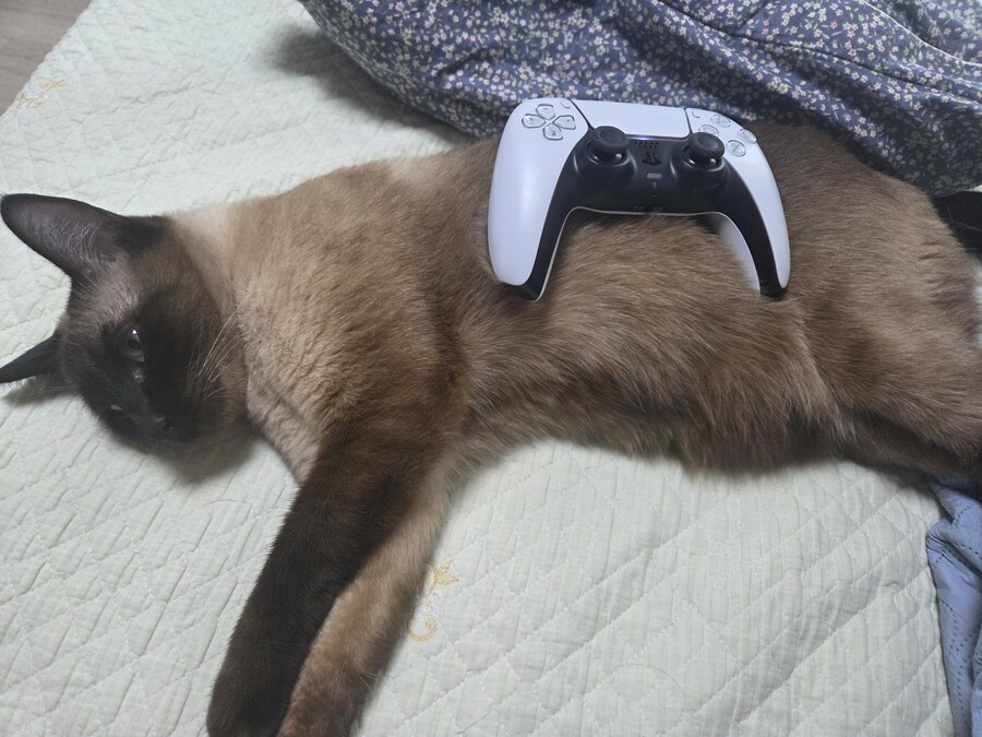 주말 집사 슈로대 한다고 삐진 고양이_6.jpg