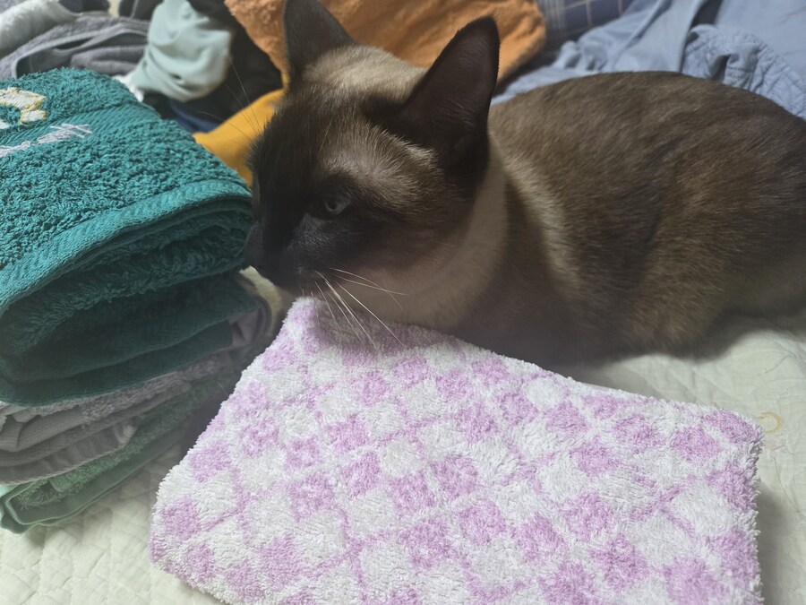 주말 집사 슈로대 한다고 삐진 고양이_9.jpg