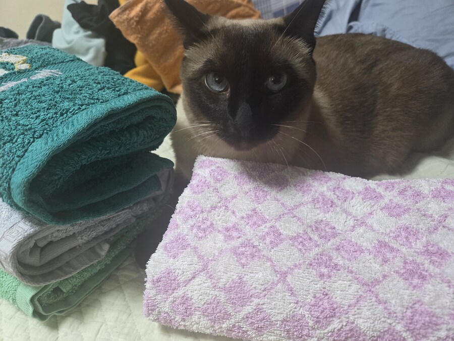 주말 집사 슈로대 한다고 삐진 고양이_10.jpg