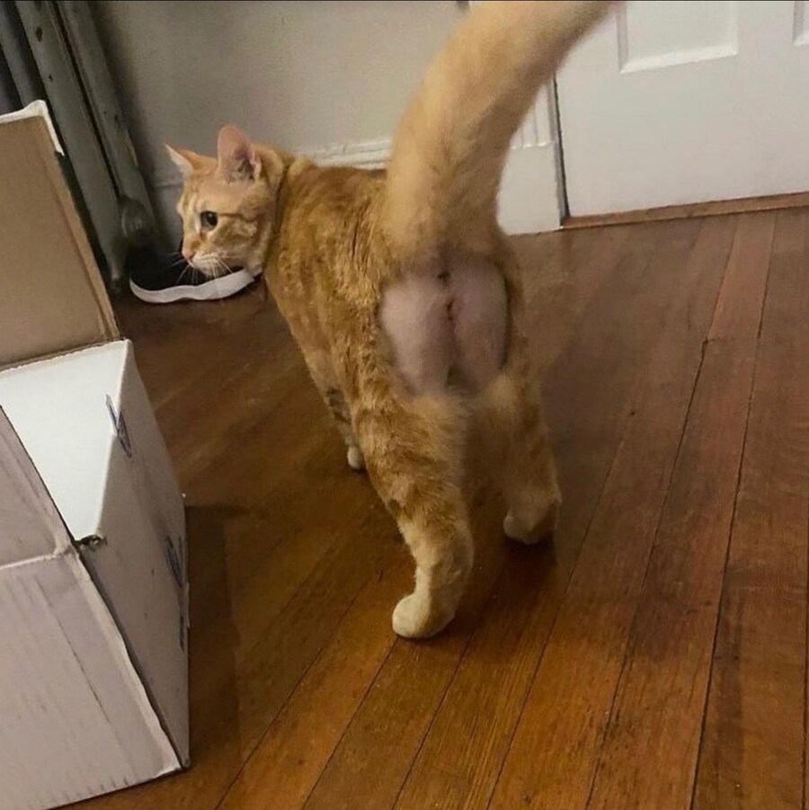 털 밀어버린 고양이 엉덩이_1.jpg