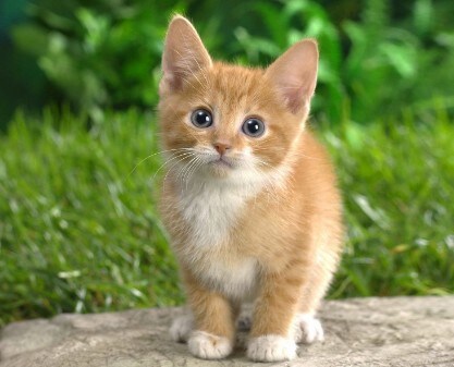 짤 고양이 양발로 밟아버리면 15억 한다 vs 안한다_1.jpg