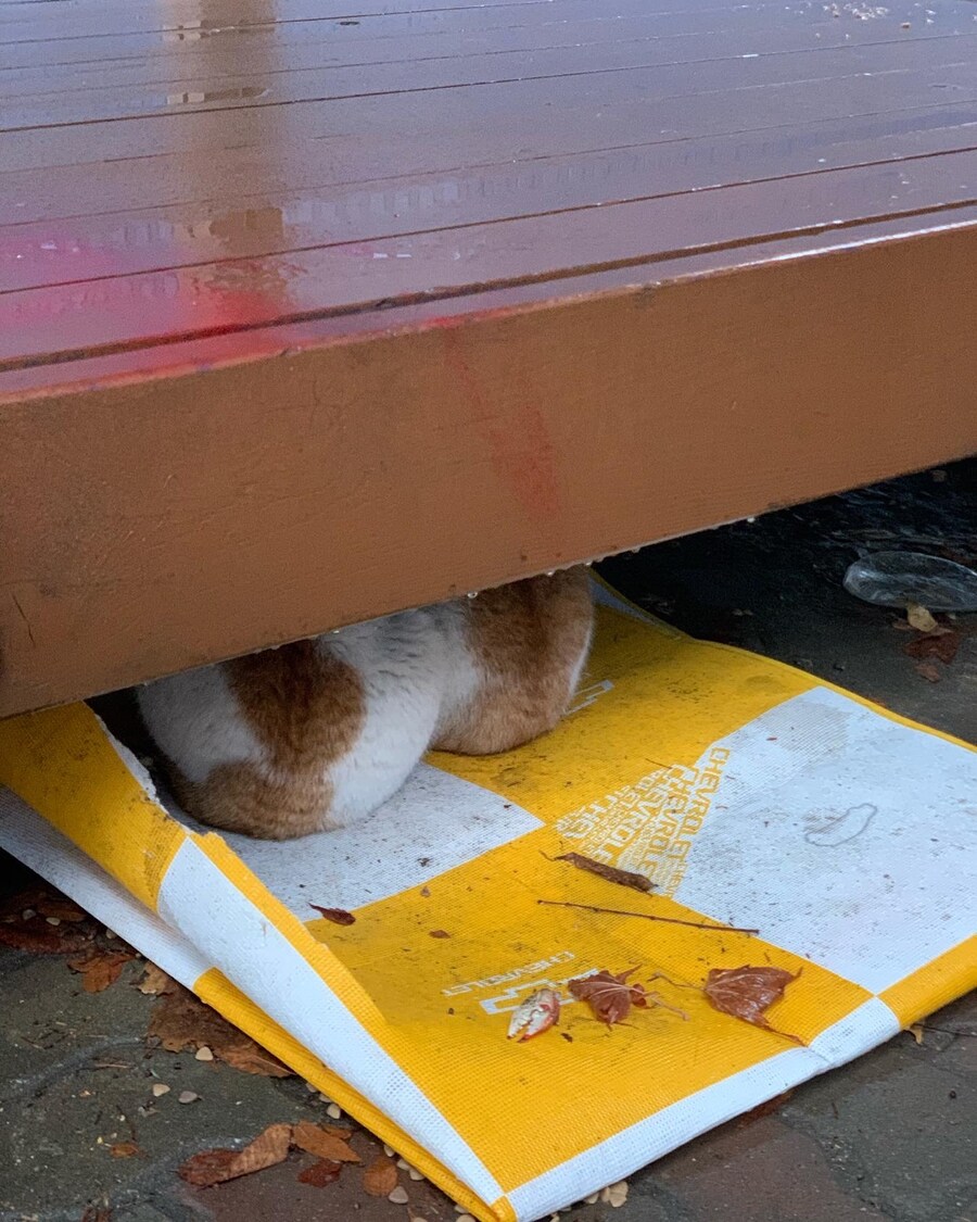 비를 피하는 엉덩이.jpg_1.jpg