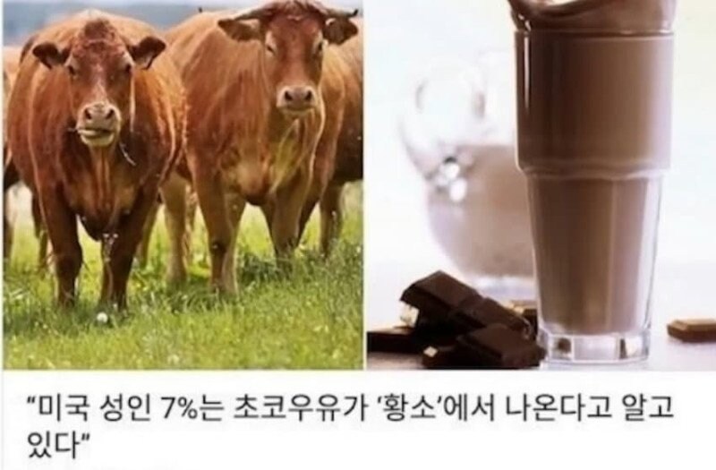 초코우유의 비밀.jpg_1.jpg