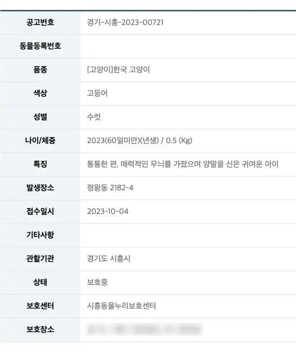 통통하고 양말 신은 고양이 보호중.jpg_1.jpg