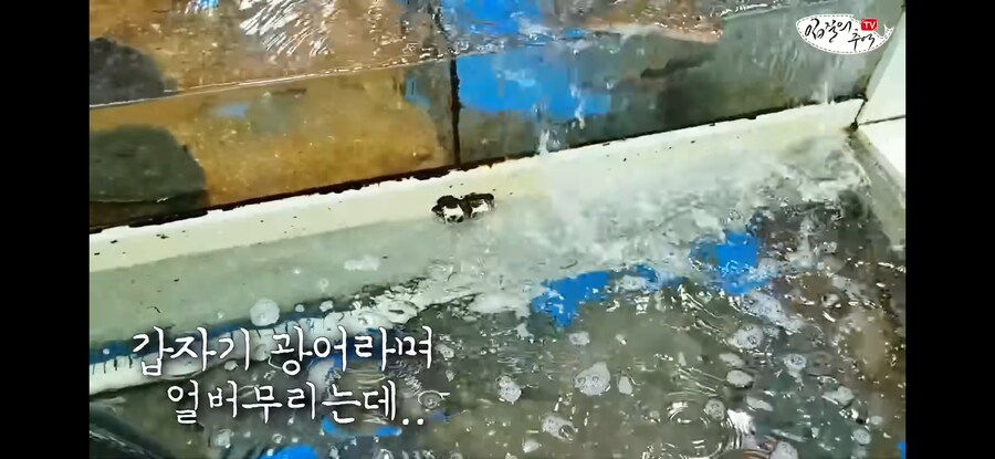 가자미 사러 수산시장에 간 유튜버가 당할뻔한 꼼수.jpg_6.jpg