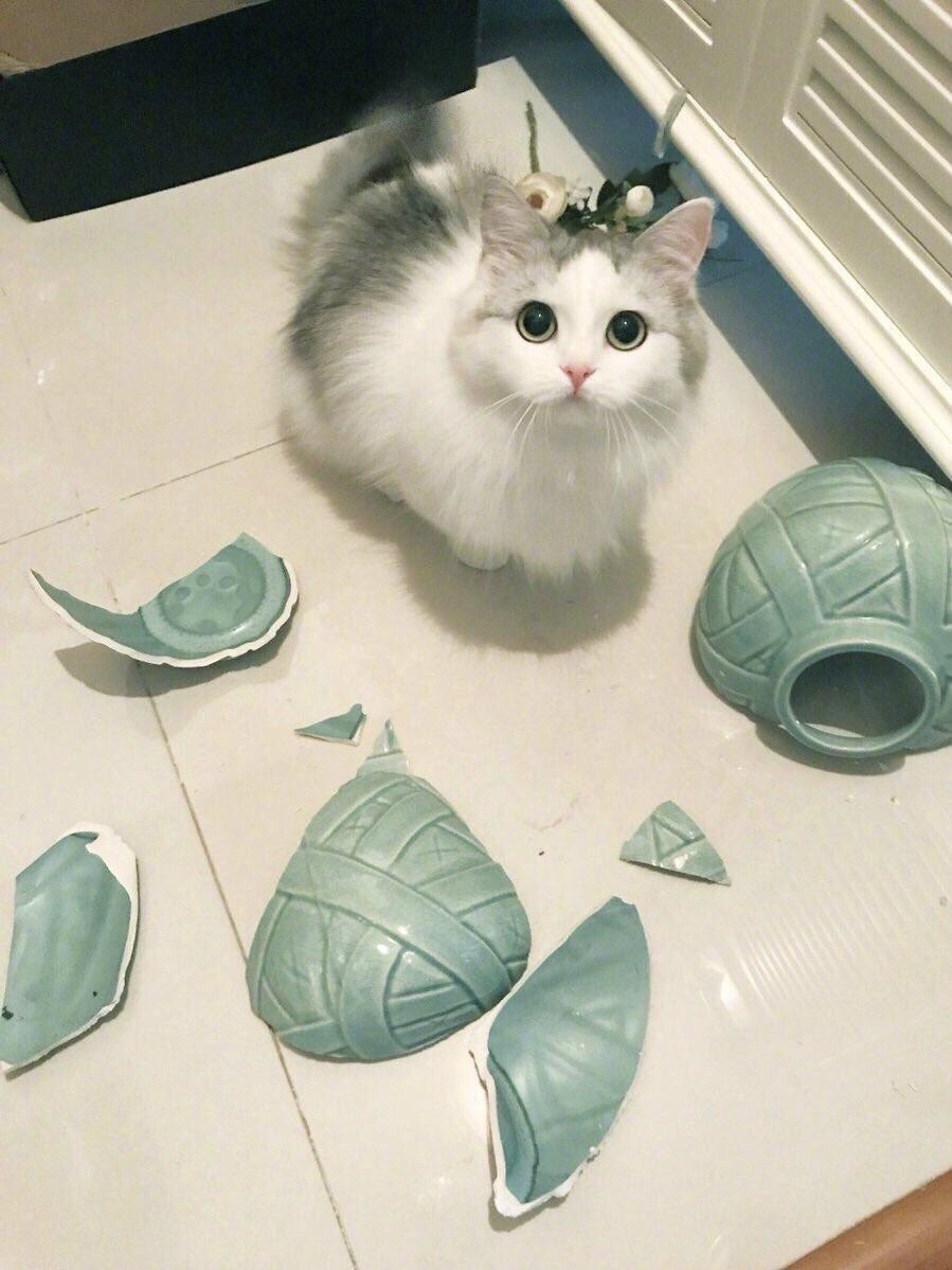 니가 날 어쩌겠냐고 눈빛으로 말하는 고양이_1.jpg