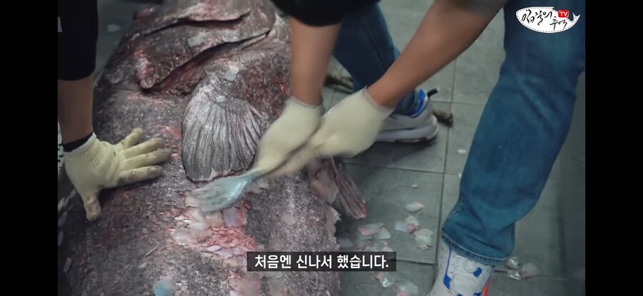 120kg 짜리 500만원 돗돔의 위용.jpg_1.jpg