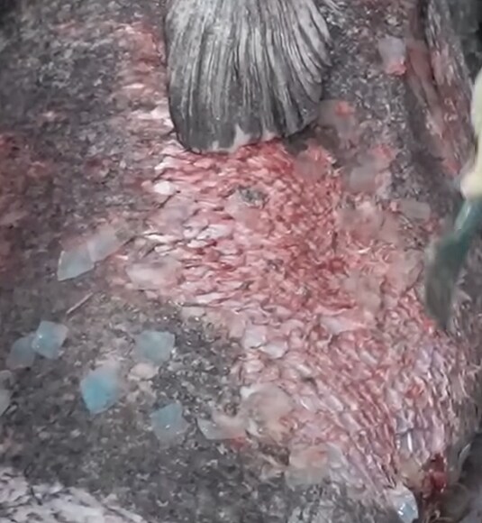 120kg 짜리 500만원 돗돔의 위용.jpg_2.jpg