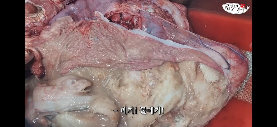 120kg 짜리 500만원 돗돔의 위용.jpg_5.jpg