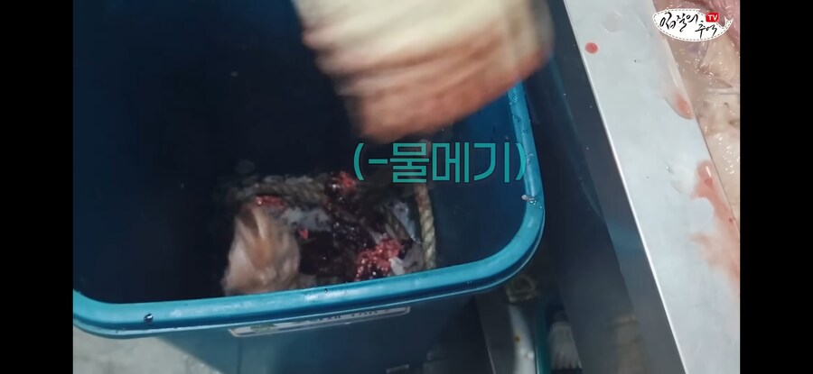 120kg 짜리 500만원 돗돔의 위용.jpg_6.jpg