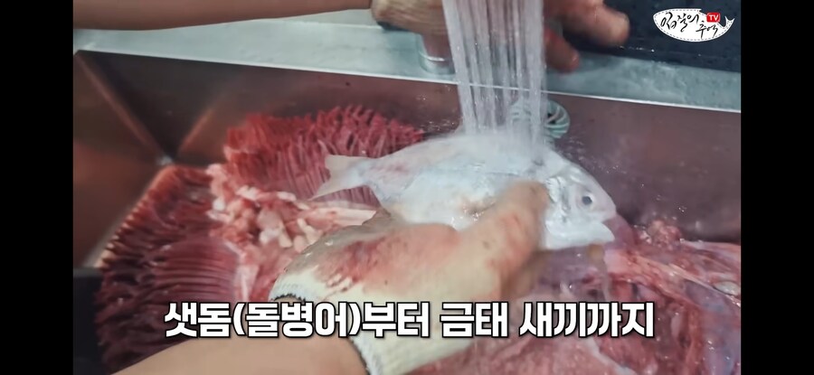 120kg 짜리 500만원 돗돔의 위용.jpg_8.jpg