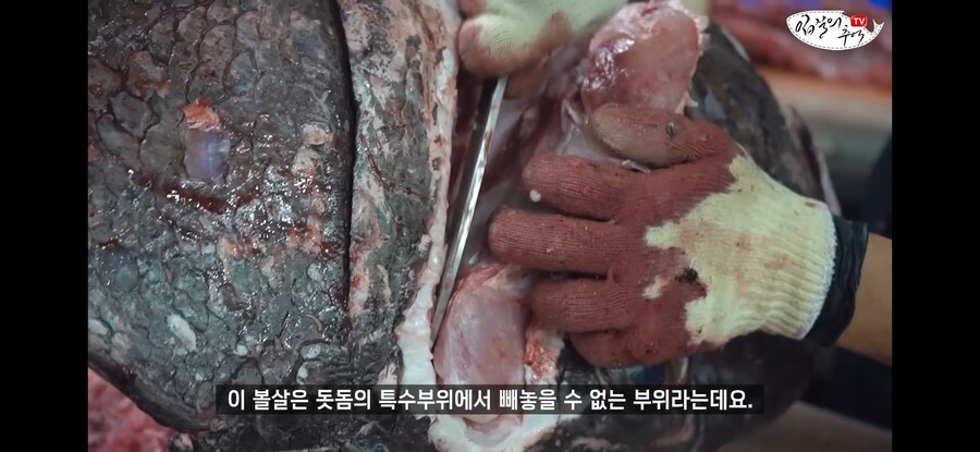 120kg 짜리 500만원 돗돔의 위용.jpg_9.jpg