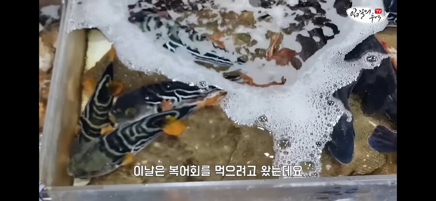 활어 수산시장에서 참복 사려고 갔다가 생긴 일.jpg_1.jpg