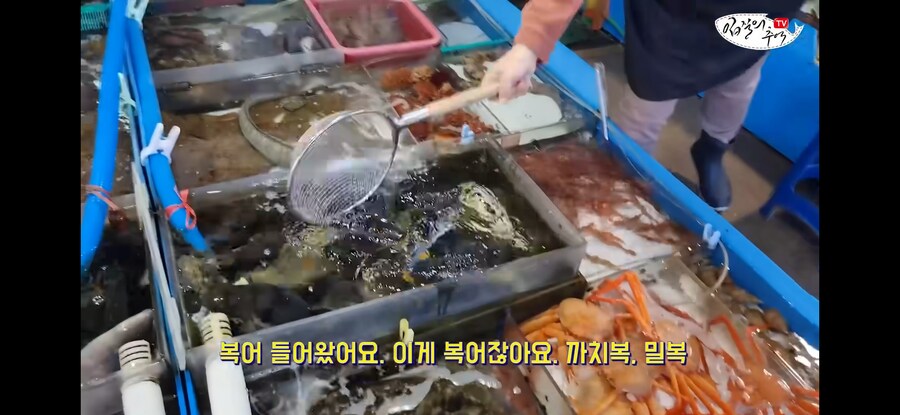 활어 수산시장에서 참복 사려고 갔다가 생긴 일.jpg_4.jpg