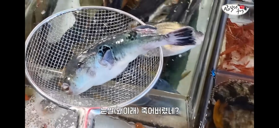 활어 수산시장에서 참복 사려고 갔다가 생긴 일.jpg_9.jpg