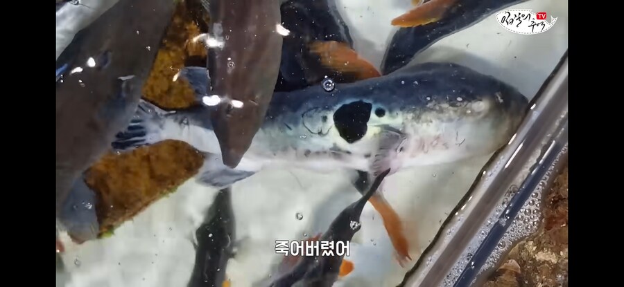 활어 수산시장에서 참복 사려고 갔다가 생긴 일.jpg_11.jpg