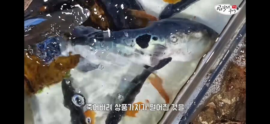 활어 수산시장에서 참복 사려고 갔다가 생긴 일.jpg_12.jpg