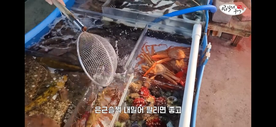 활어 수산시장에서 참복 사려고 갔다가 생긴 일.jpg_14.jpg