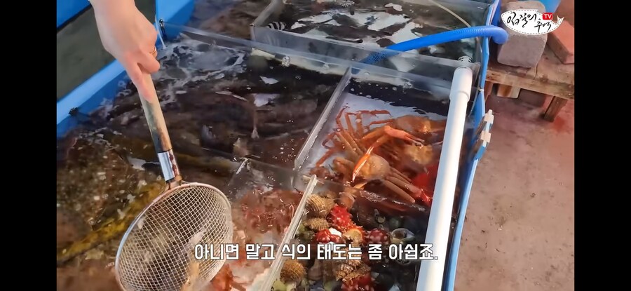 활어 수산시장에서 참복 사려고 갔다가 생긴 일.jpg_15.jpg