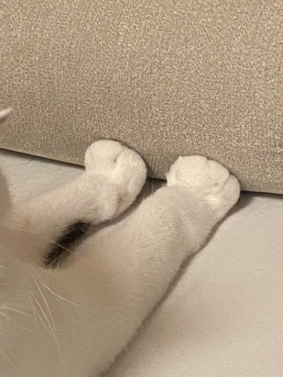 압박중인 고양이.jpg_2.jpg