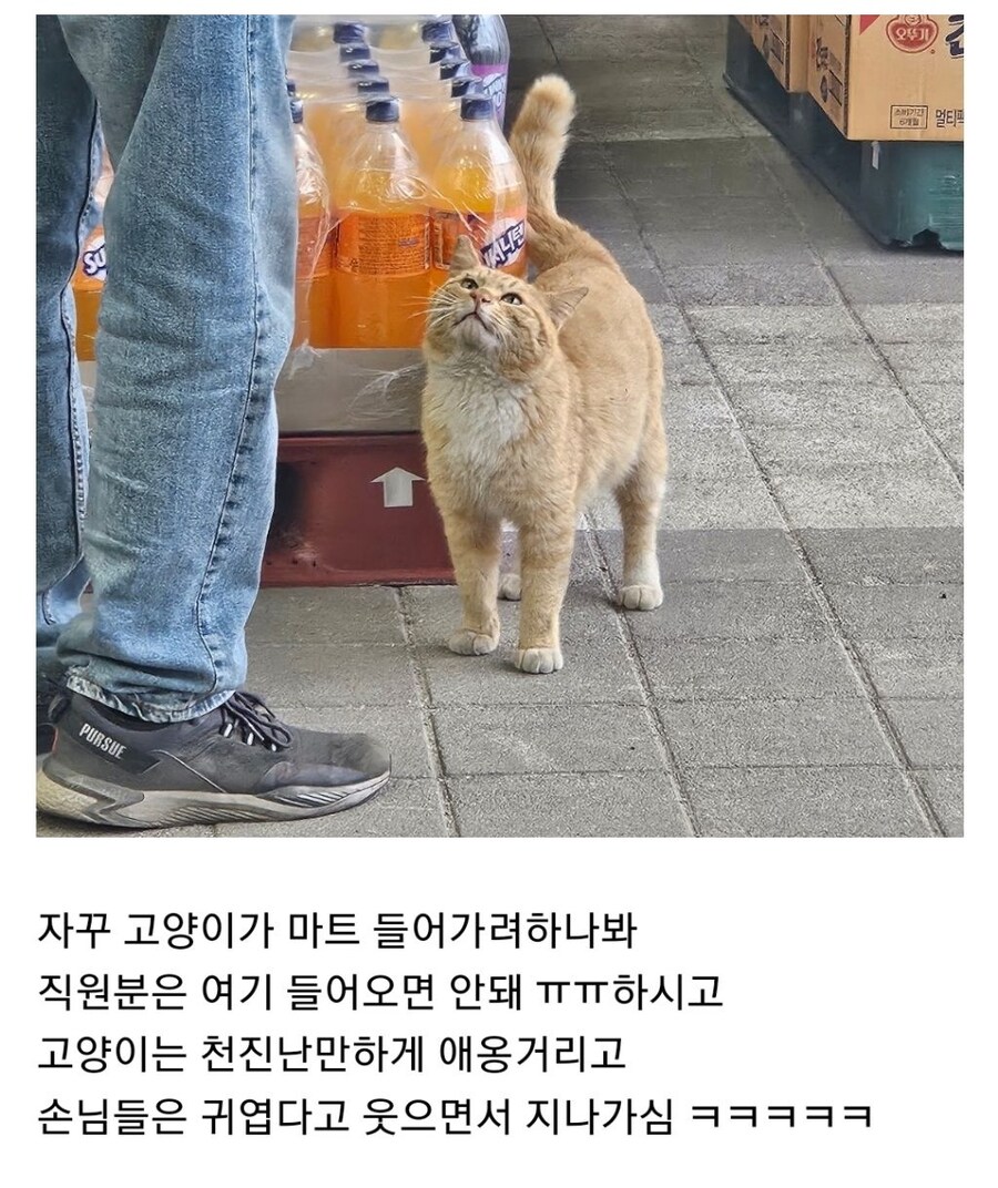 자꾸 마트에 들어갈려는 고양이_1.jpg