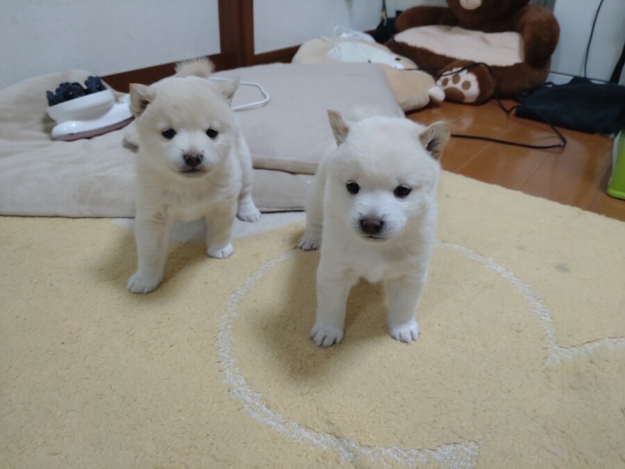 귀여운 강아지네.jpg_2.jpg