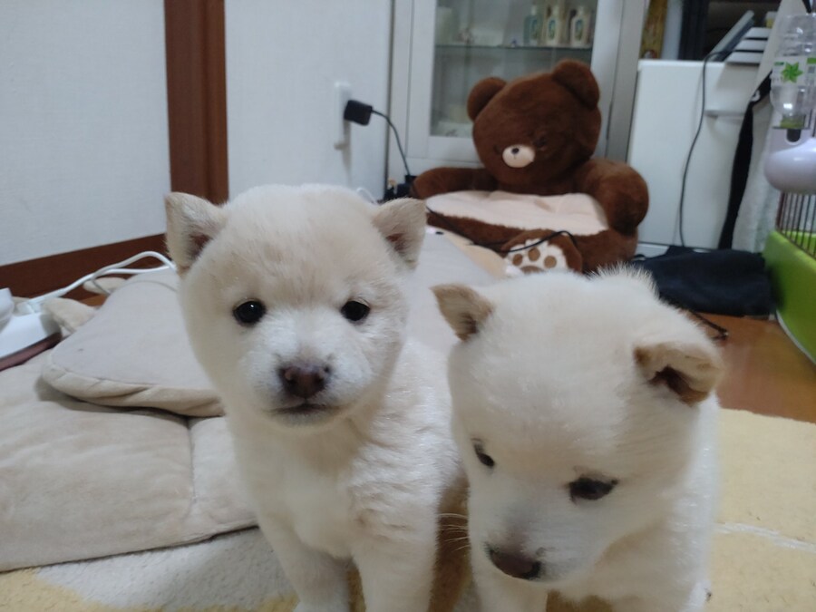 귀여운 강아지네.jpg_3.jpg