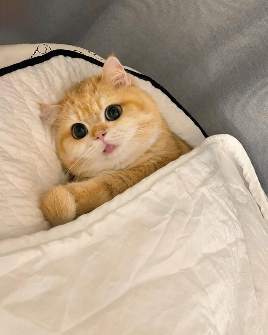 귀요미 냐옹이.._2.jpg
