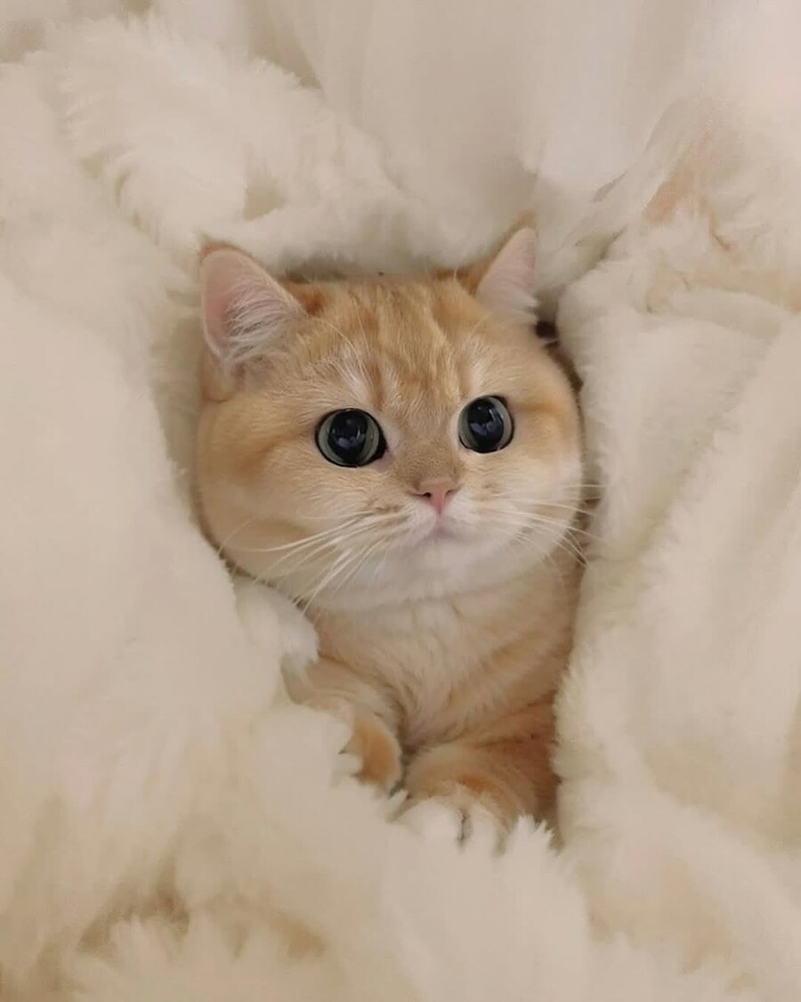 귀요미 냐옹이.._4.jpg