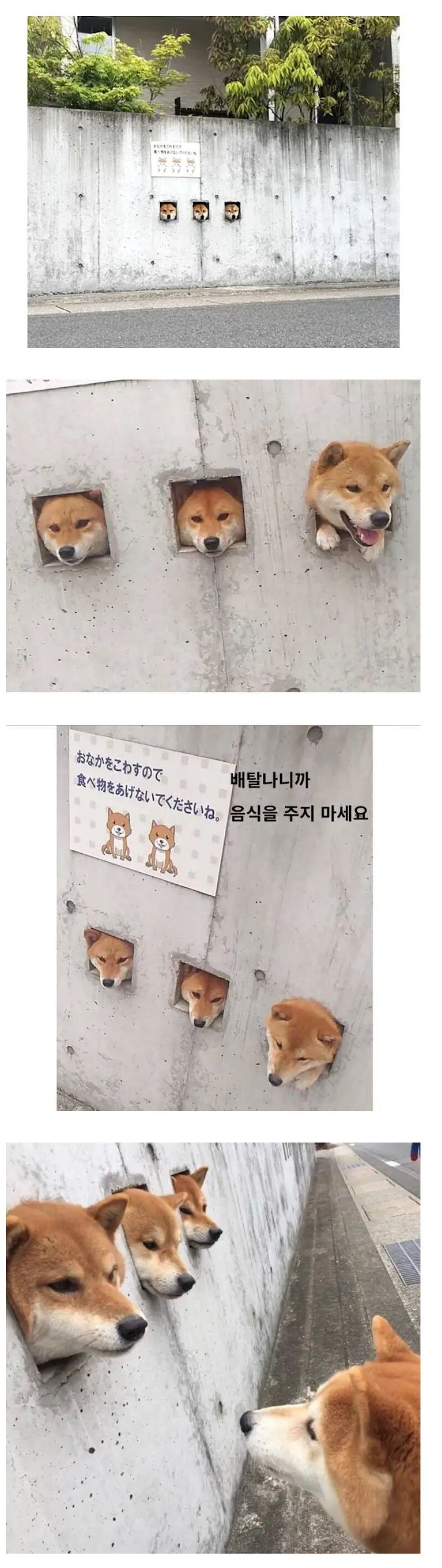 개구멍 삼형제.jpg_1.jpg