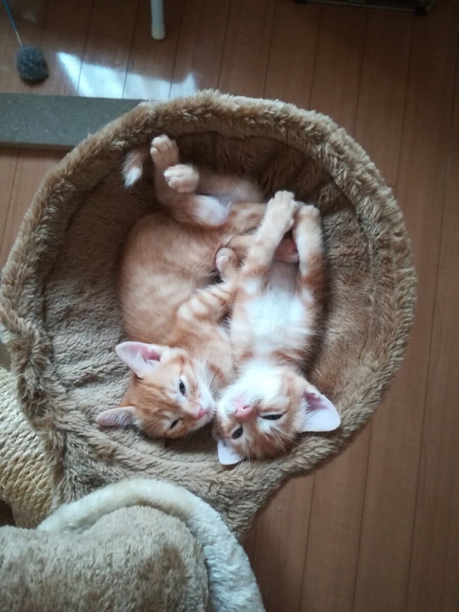 꽉차오른 고양이들.jpg_2.jpg