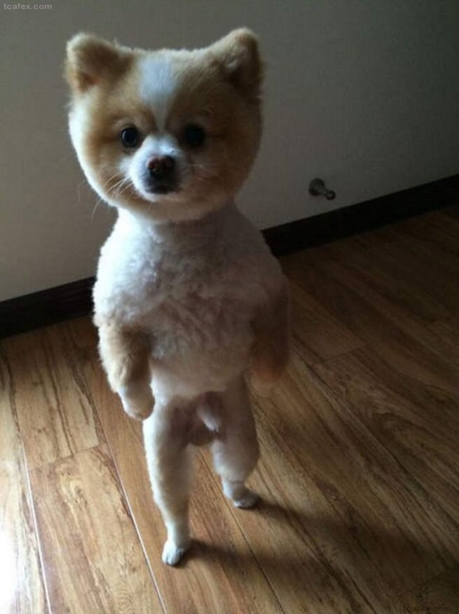 수인의 기준이 2족 보행이 아닌 이유_3.jpg