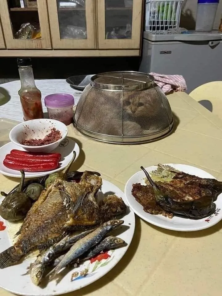 고양이는 매복중_1.webp