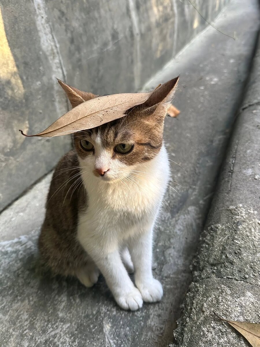고양이 머리위의 낙엽.._1.jpg