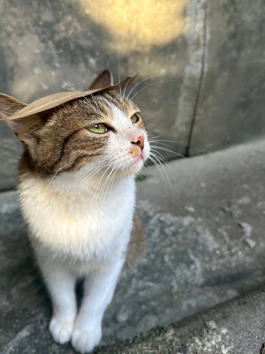 고양이 머리위의 낙엽.._2.jpg