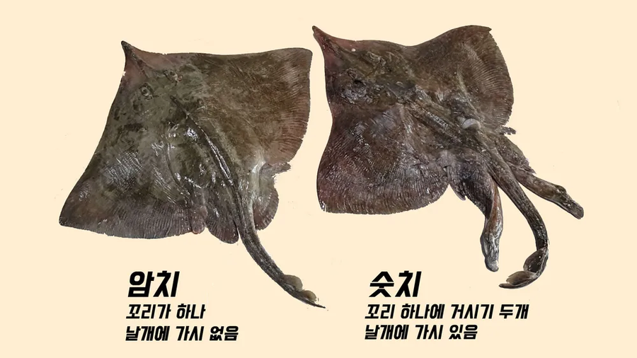 대한민국이 바다 생태계를 지켜주는 나라인 이유.jpg_3.webp