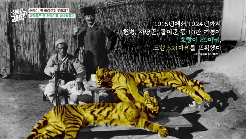 한반도에서 호랑이들이 사라진 이유_39.jpg