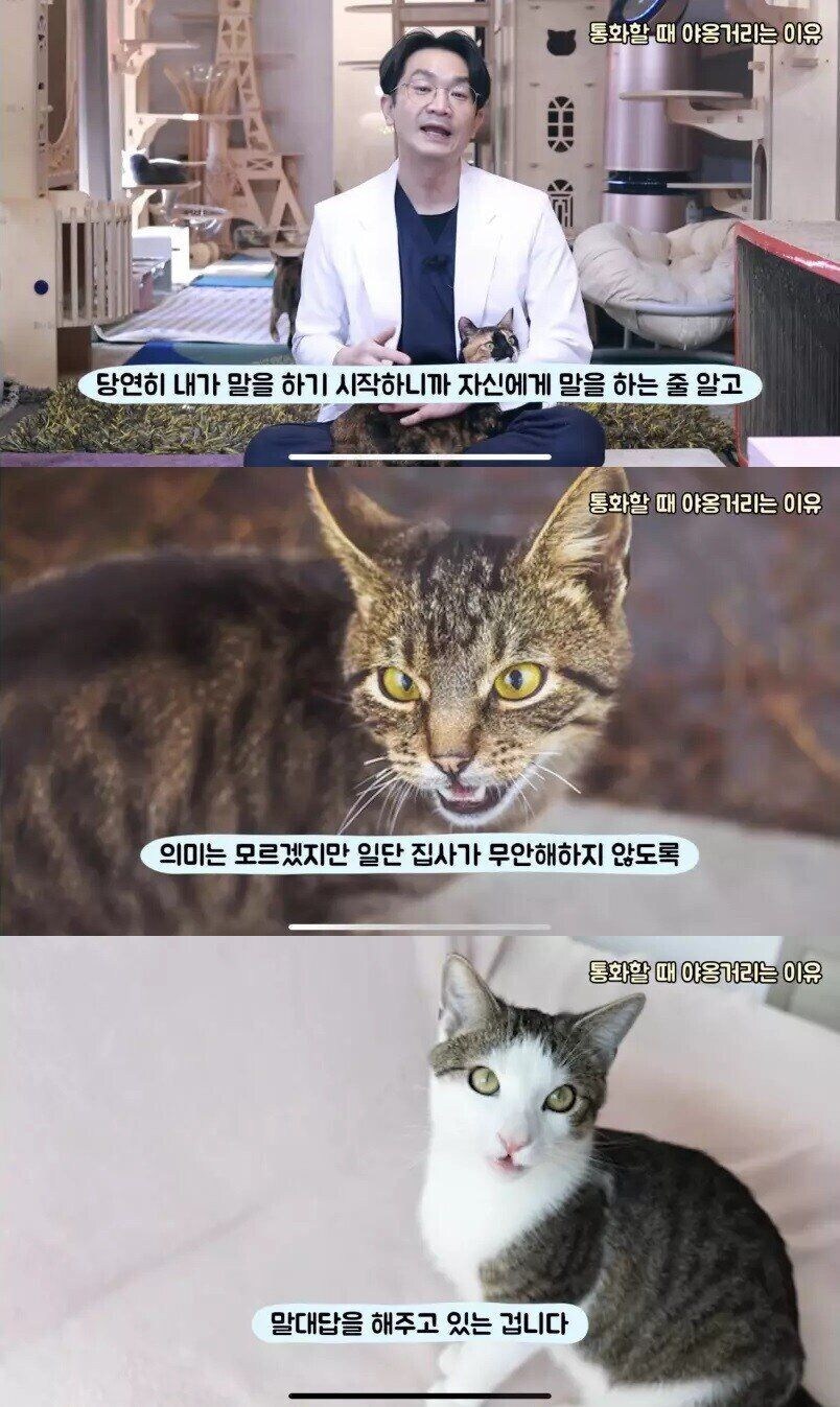 통화할 때 옆에서 야옹거리는 이유_1.jpg