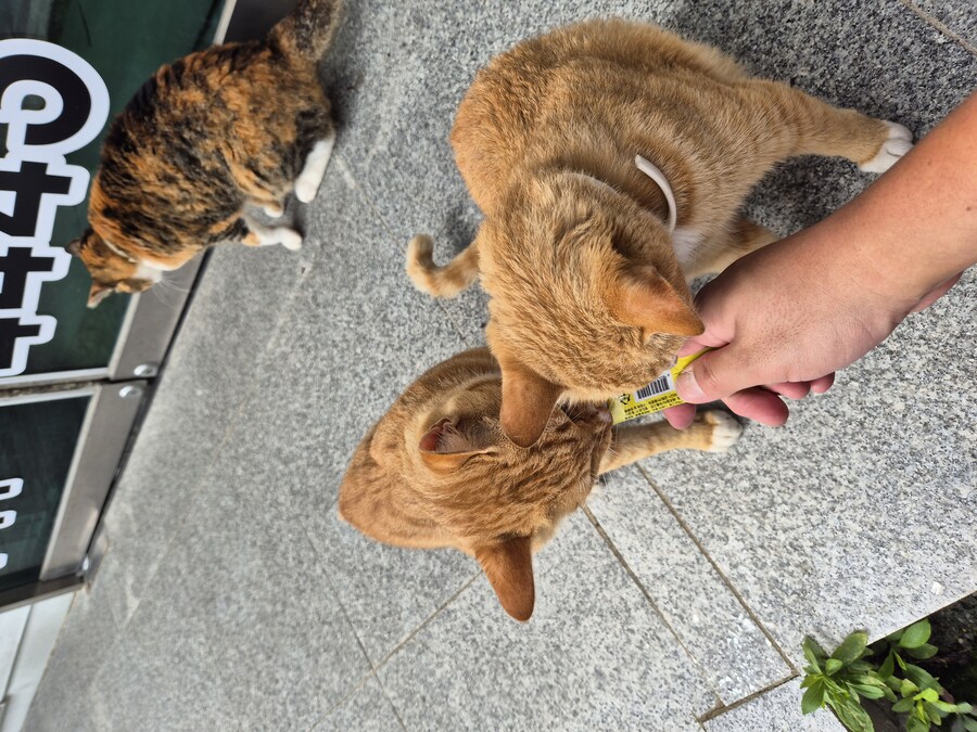 요양병원 짬타이거_4.jpg