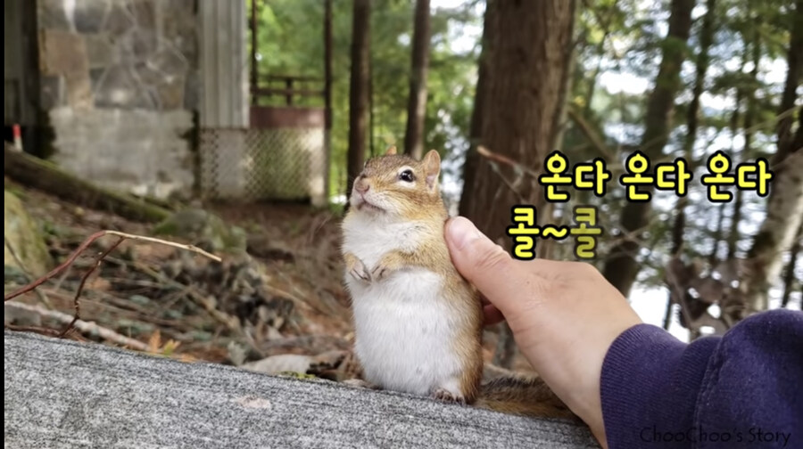 통통하게 살 오른 다람쥐_1.jpg