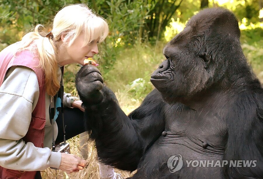 사람을 해친 공식 기록이 없는 동물.jpg_1.jpg