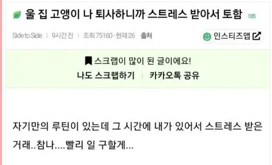 울집 고양이 나 퇴사하니까 스트레스로 토함.jpg_1.webp