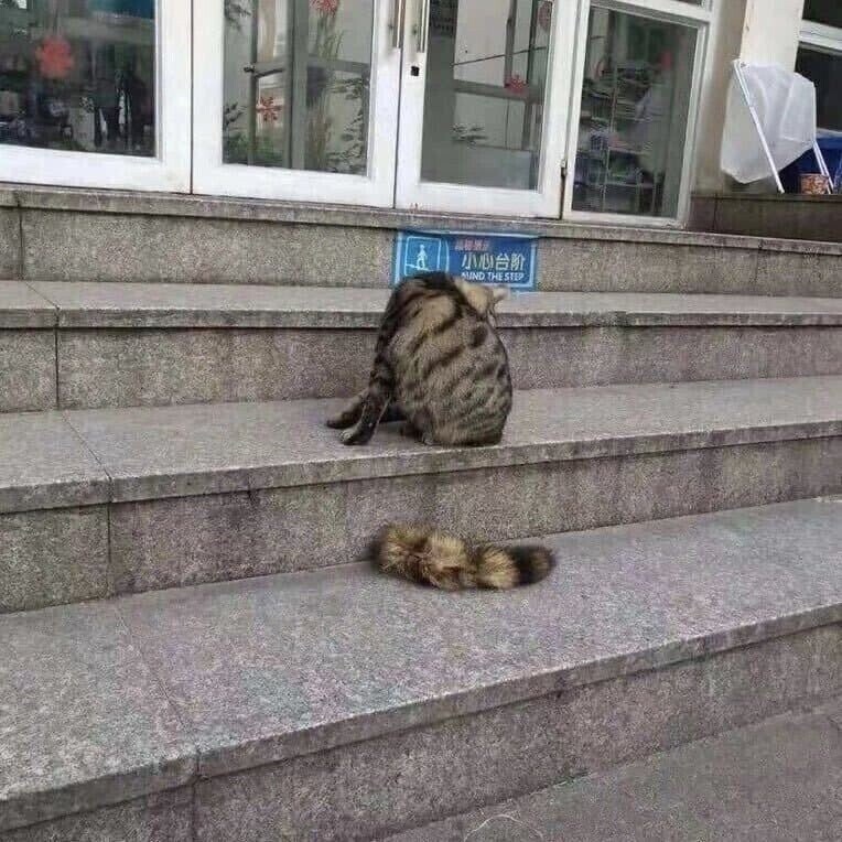 계단에다 꼬리 떨어뜨리고 간 고양이_1.jpg