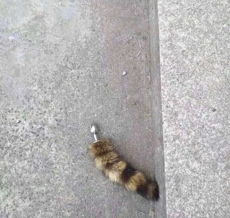 계단에다 꼬리 떨어뜨리고 간 고양이_2.jpg