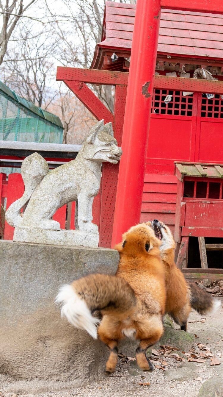 여우신사 특_2.jpg
